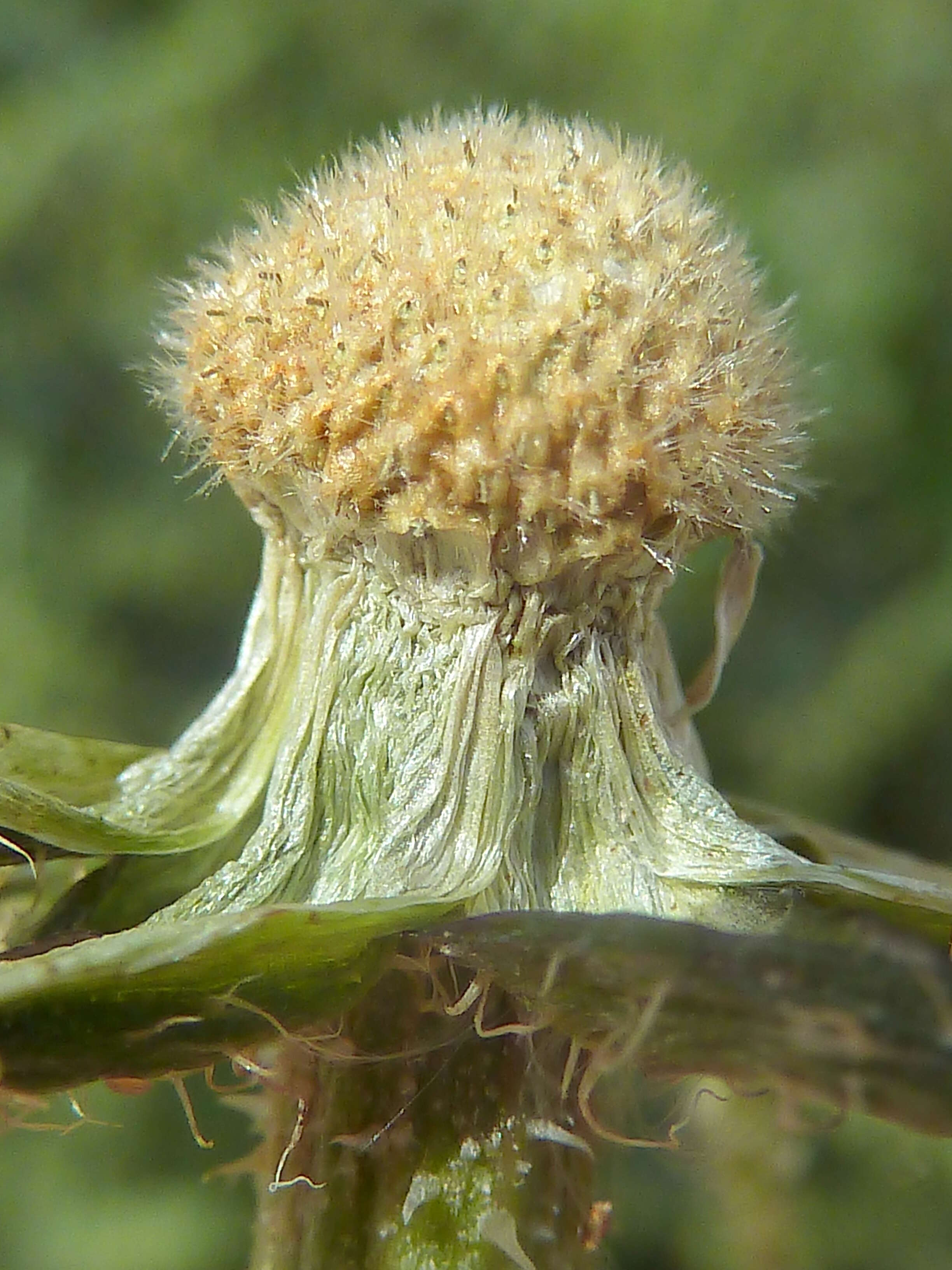 Sivun Urospermum picroides (L.) Scop. ex F. W. Schmidt kuva