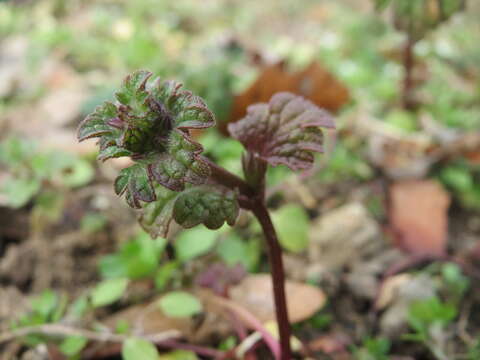 Image of common henbit