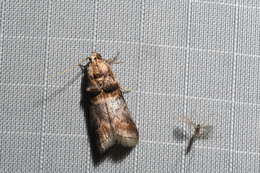 Image of Hickory Leafstem Borer