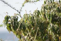 Image de Croton flavens L.