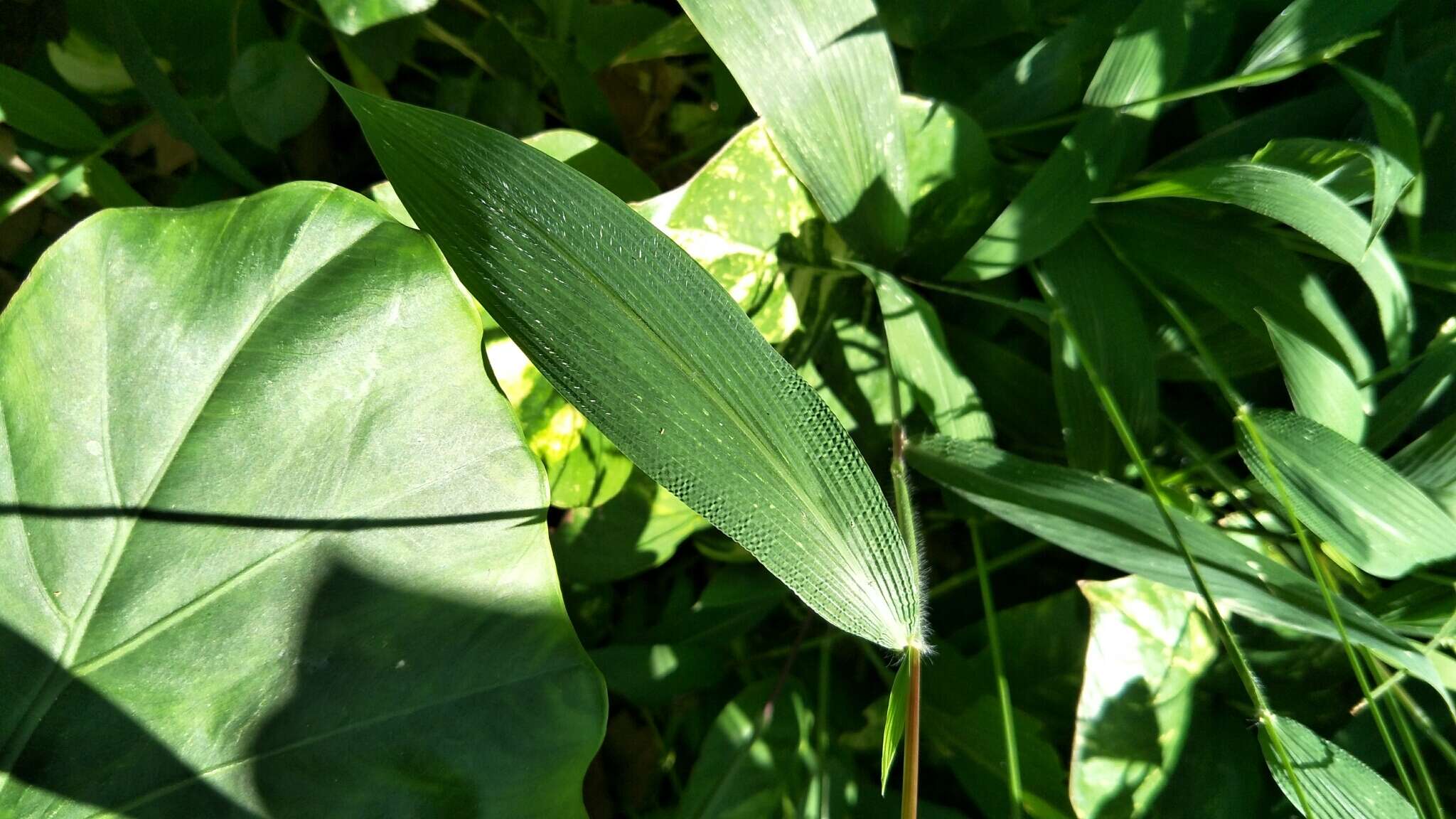 Image of East Indian bristlegrass