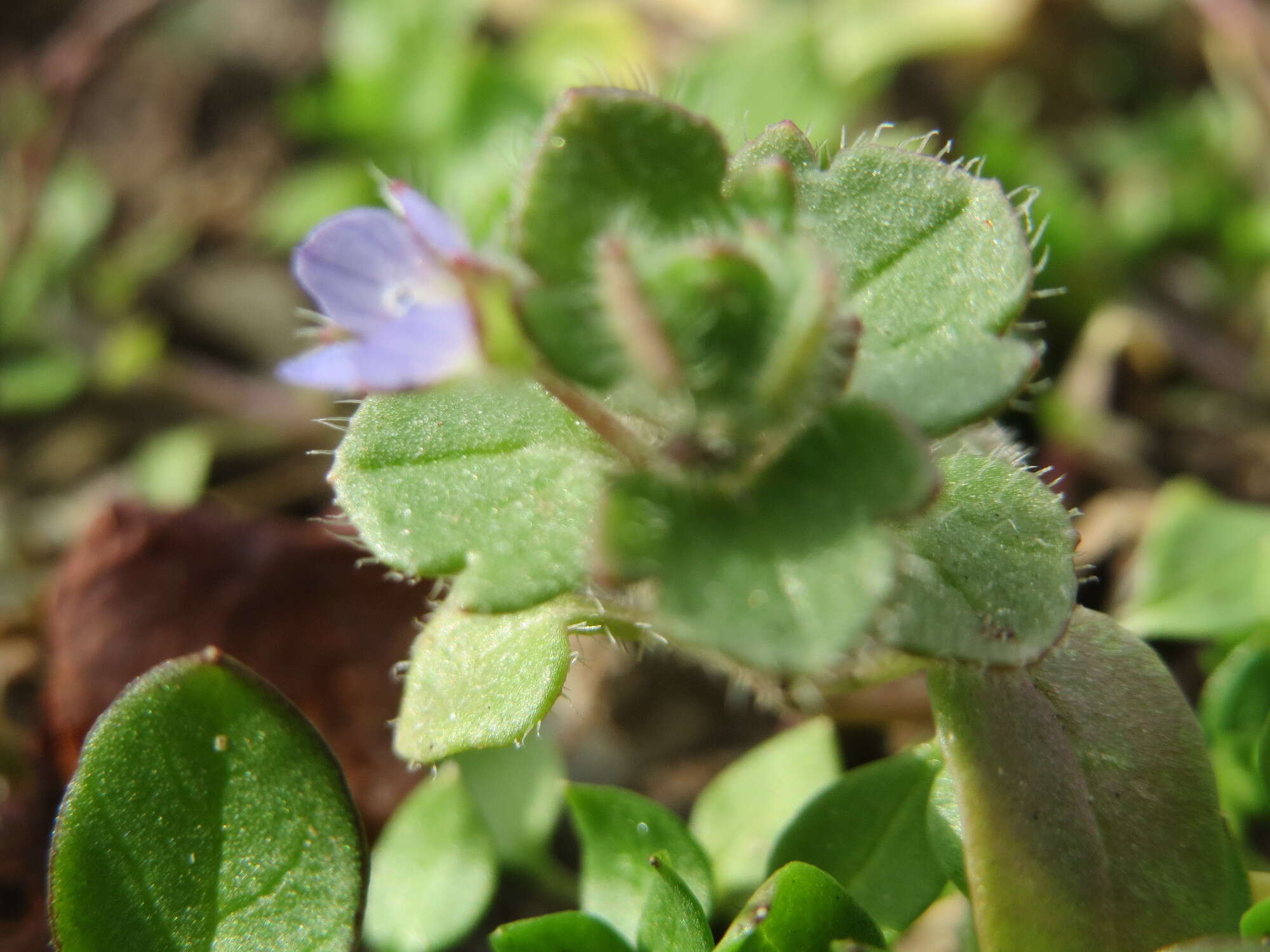 Image of ivy-leaved speedwell