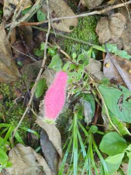 Image of Seemannia purpurascens Rusby