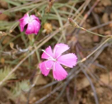 Image of Dianthus basuticus Burtt Davy