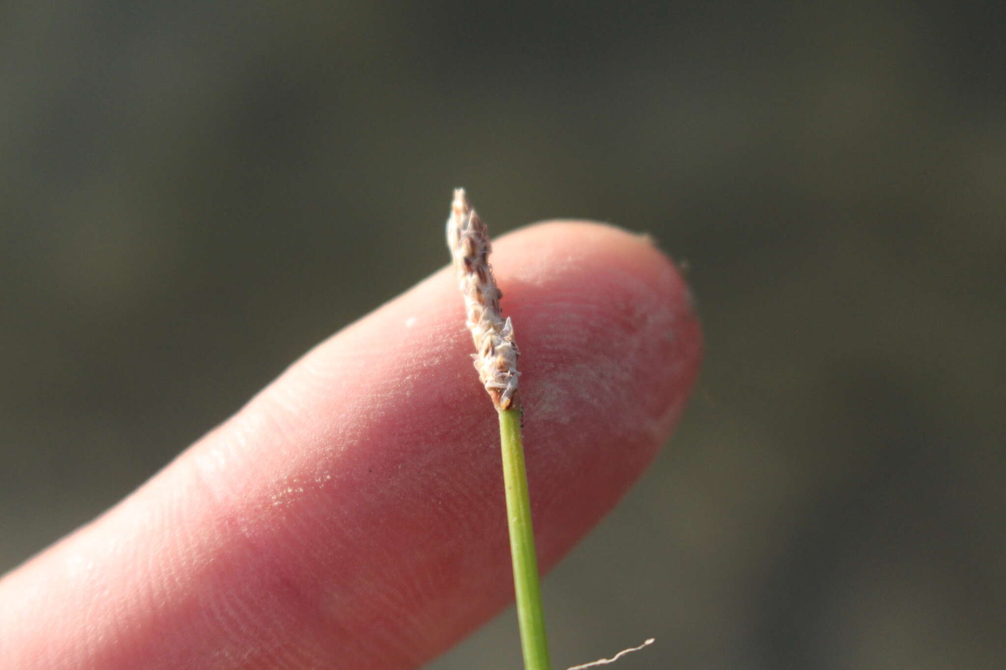 Image of Eleocharis acuta R. Br.