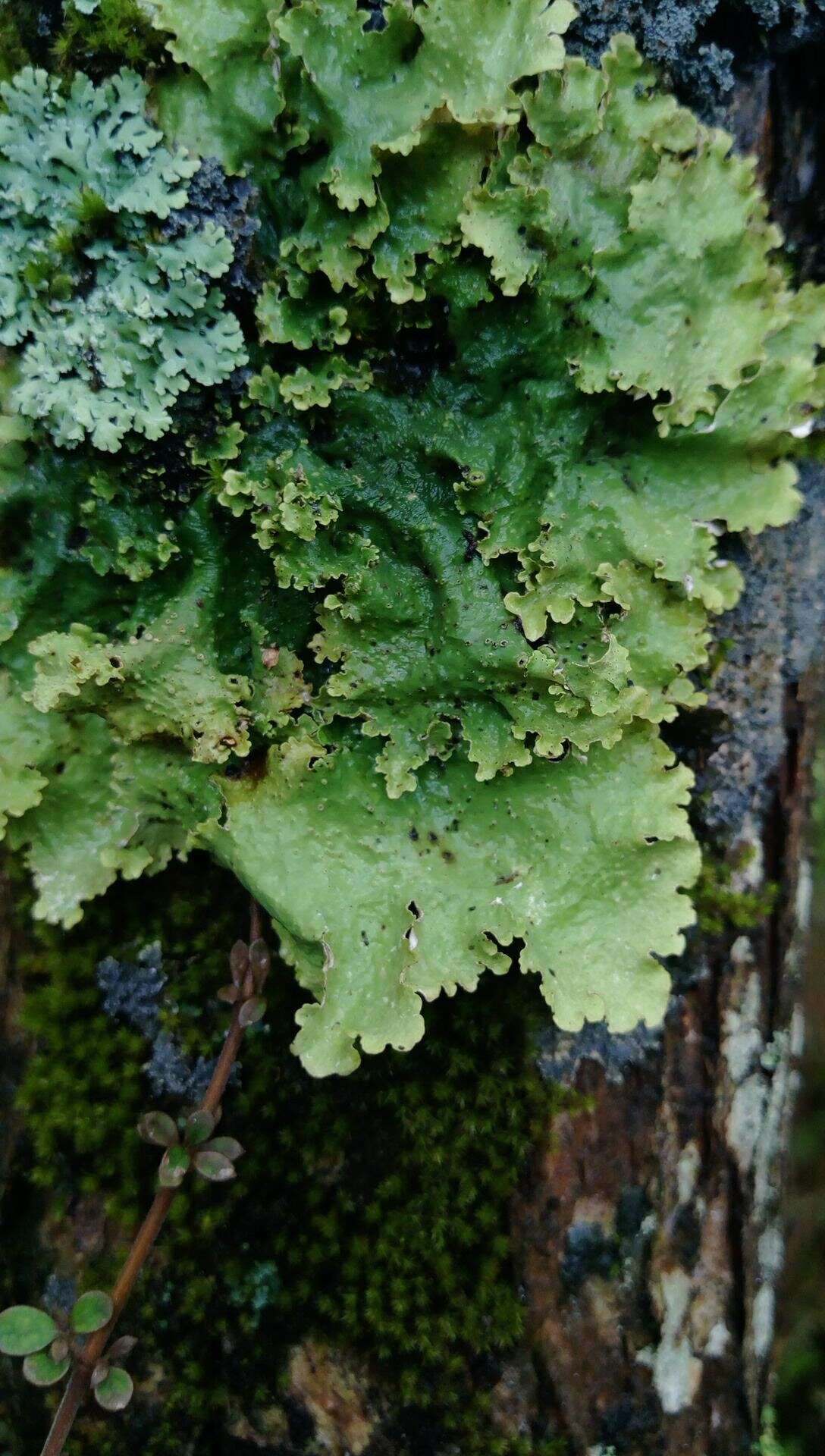 Image of <i>Pseudocyphellaria montagnei</i> (C. Bab.) D. J. Galloway & P. James