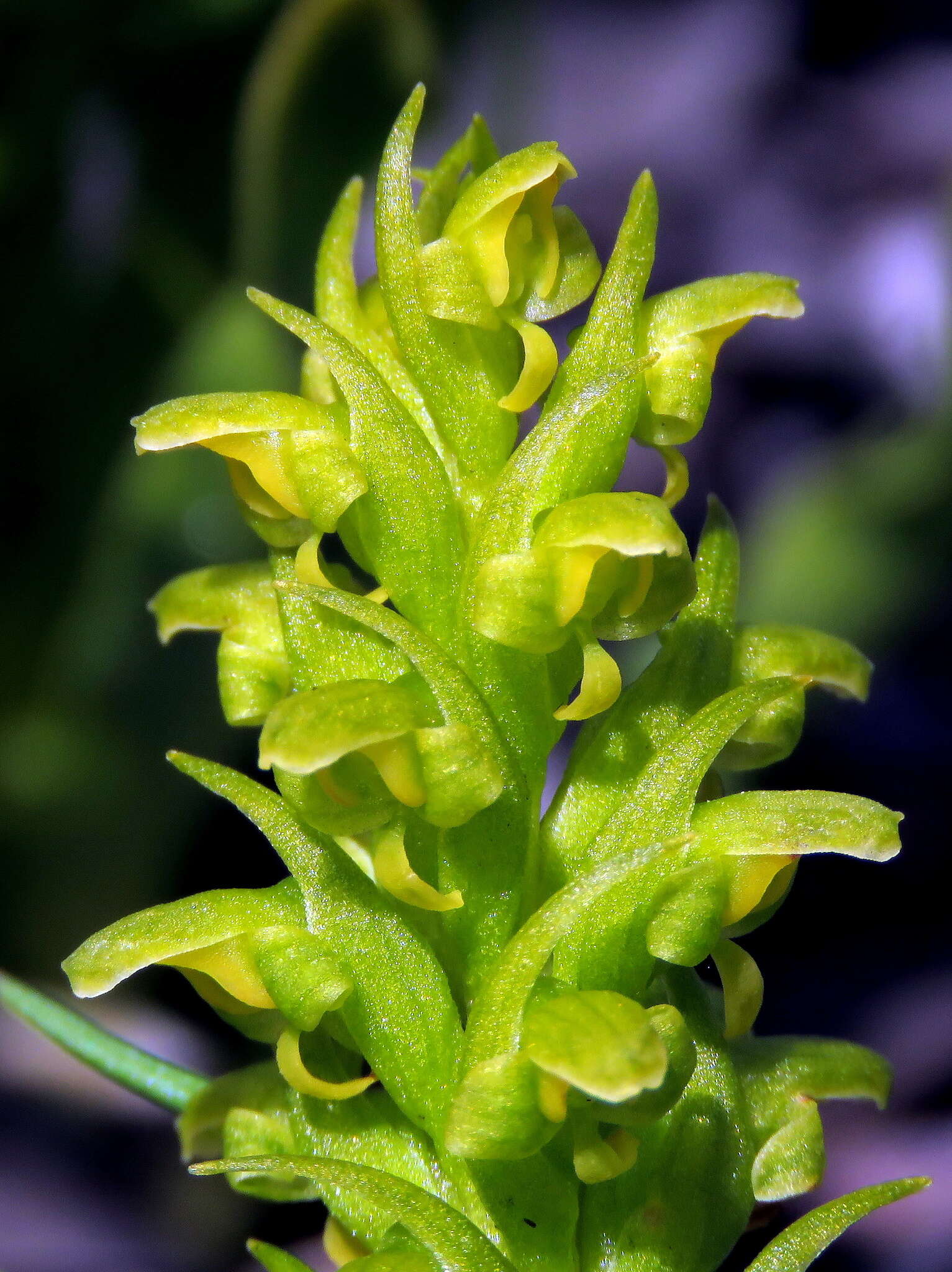 Disa cylindrica (Thunb.) Sw. resmi