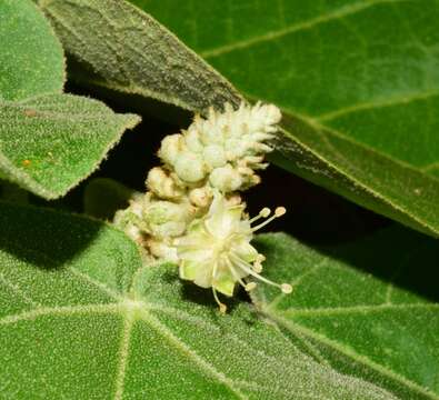 Image of Croton suberosus Kunth