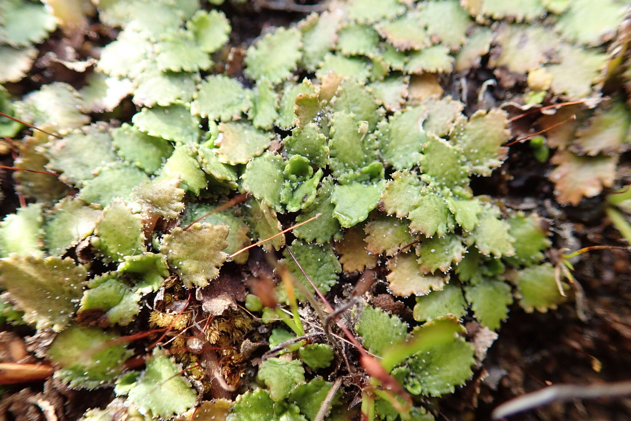 صورة Gunnera arenaria Cheesem. ex T. Kirk