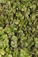 Image of Marchantia polymorpha subsp. ruderalis Bischl. & Boissel.-Dub.