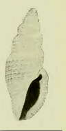Image of Agathotoma hilaira (Dall 1919)