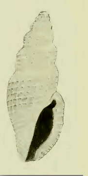 صورة Agathotoma hilaira (Dall 1919)