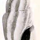 Image of Agathotoma phryne (Dall 1919)