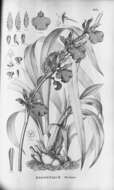 Image of Zygopetalum maculatum (Kunth) Garay