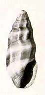 Image of Agathotoma quadriseriata (Dall 1919)