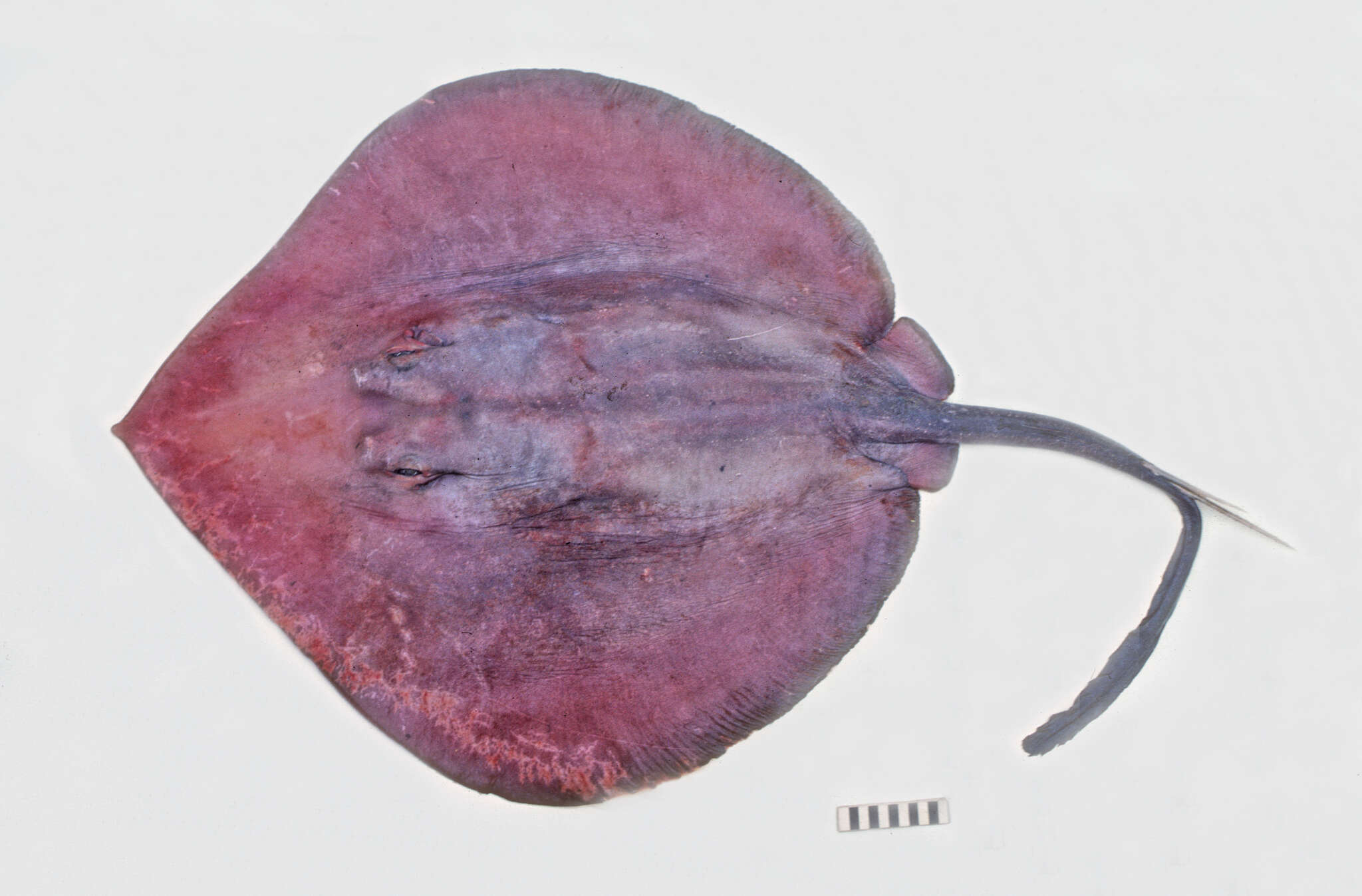 Image of Deepwater Stingray