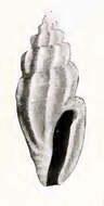 Image of Agathotoma alcippe (Dall 1918)