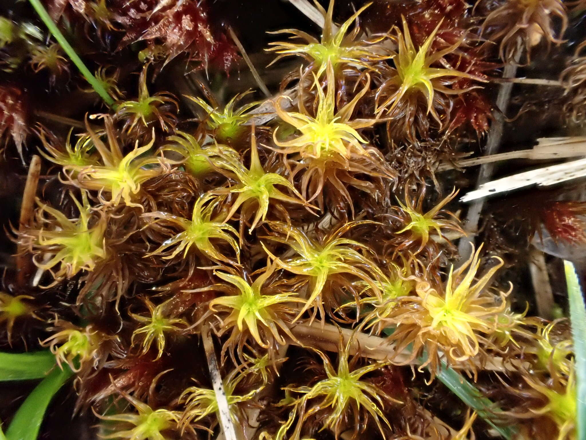 Image of giant geheebia moss