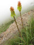 Image of Kniphofia stricta Codd