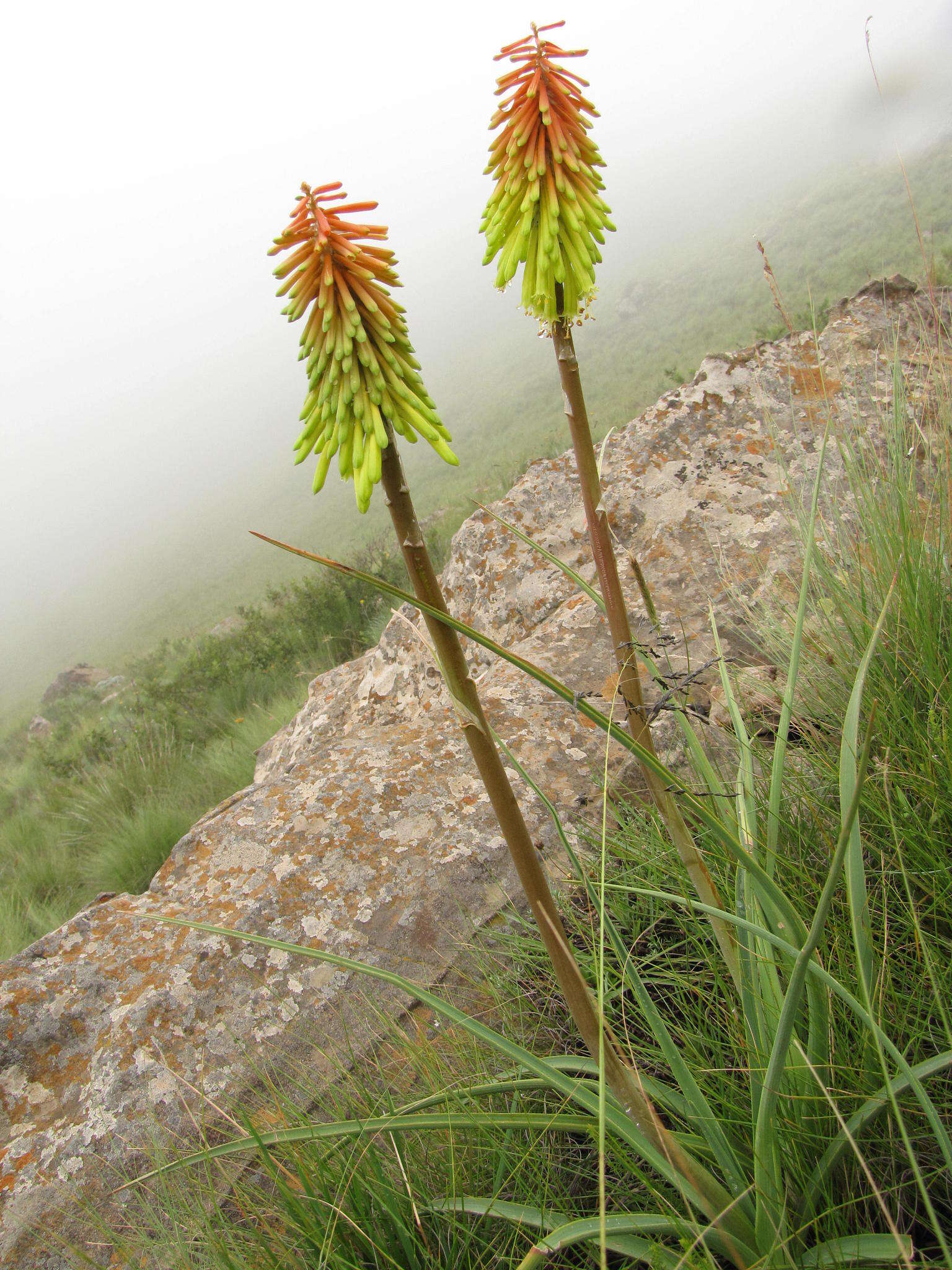 Image of Kniphofia stricta Codd