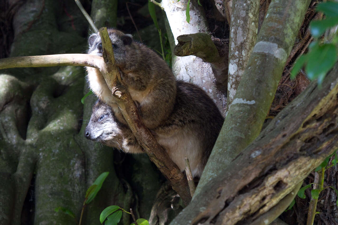 Image of Tree hyrax