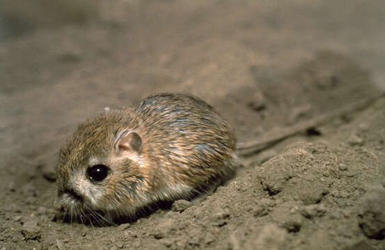 Image of Fresno kangaroo rat