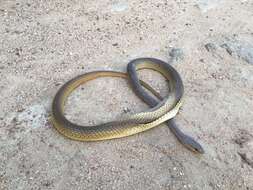 Imagem de Psammophis phillipsii (Hallowell 1844)