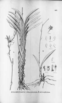 Zygopetalum mosenianum Barb. Rodr. resmi