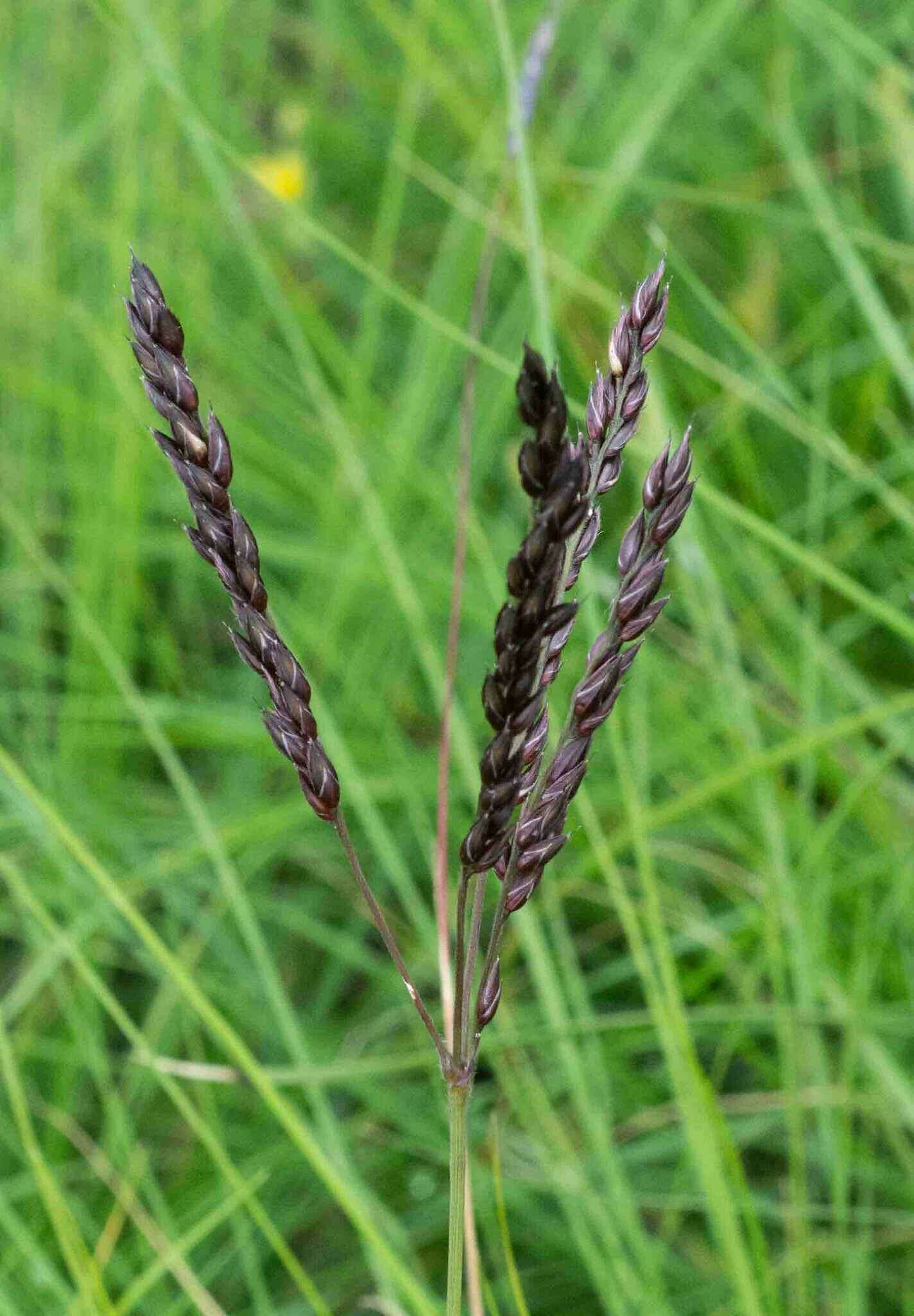 Image of Black-seed grass