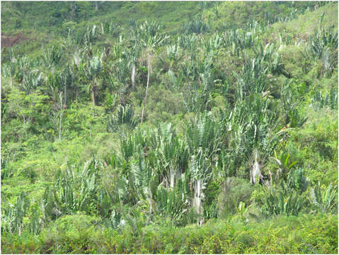 Image of Traveller's Tree