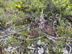 Image of Stylidium brunonianum Benth.