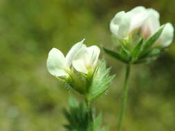 Image of common bird's-foot