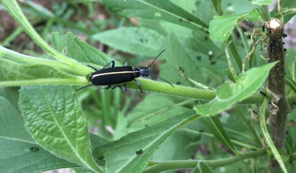 Imagem de Epicauta (Epicauta) cinctipennis (Chevrolat 1834)