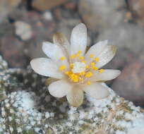 Image of Blossfeldia