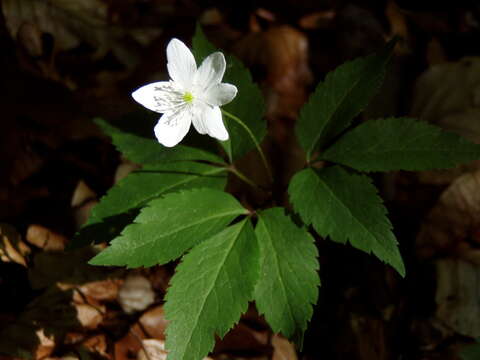 Plancia ëd Anemone trifolia L.