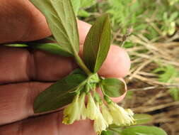 Imagem de Lonicera villosa (Michx.) Roem. & Schult.