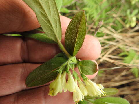 Imagem de Lonicera villosa (Michx.) Roem. & Schult.