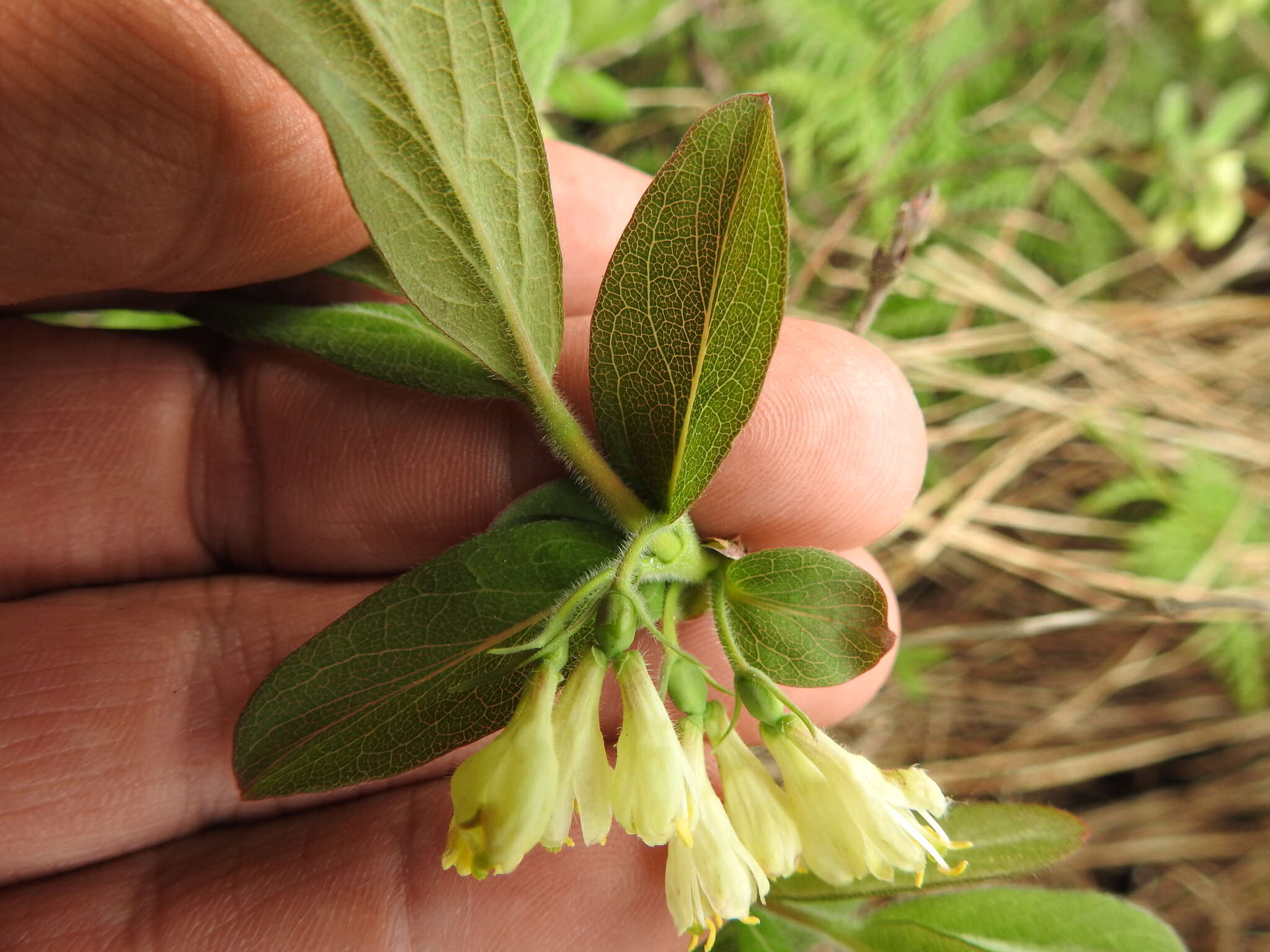 صورة Lonicera villosa (Michx.) Roem. & Schult.