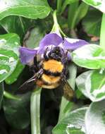 Plancia ëd Bombus hortulanus Friese 1904