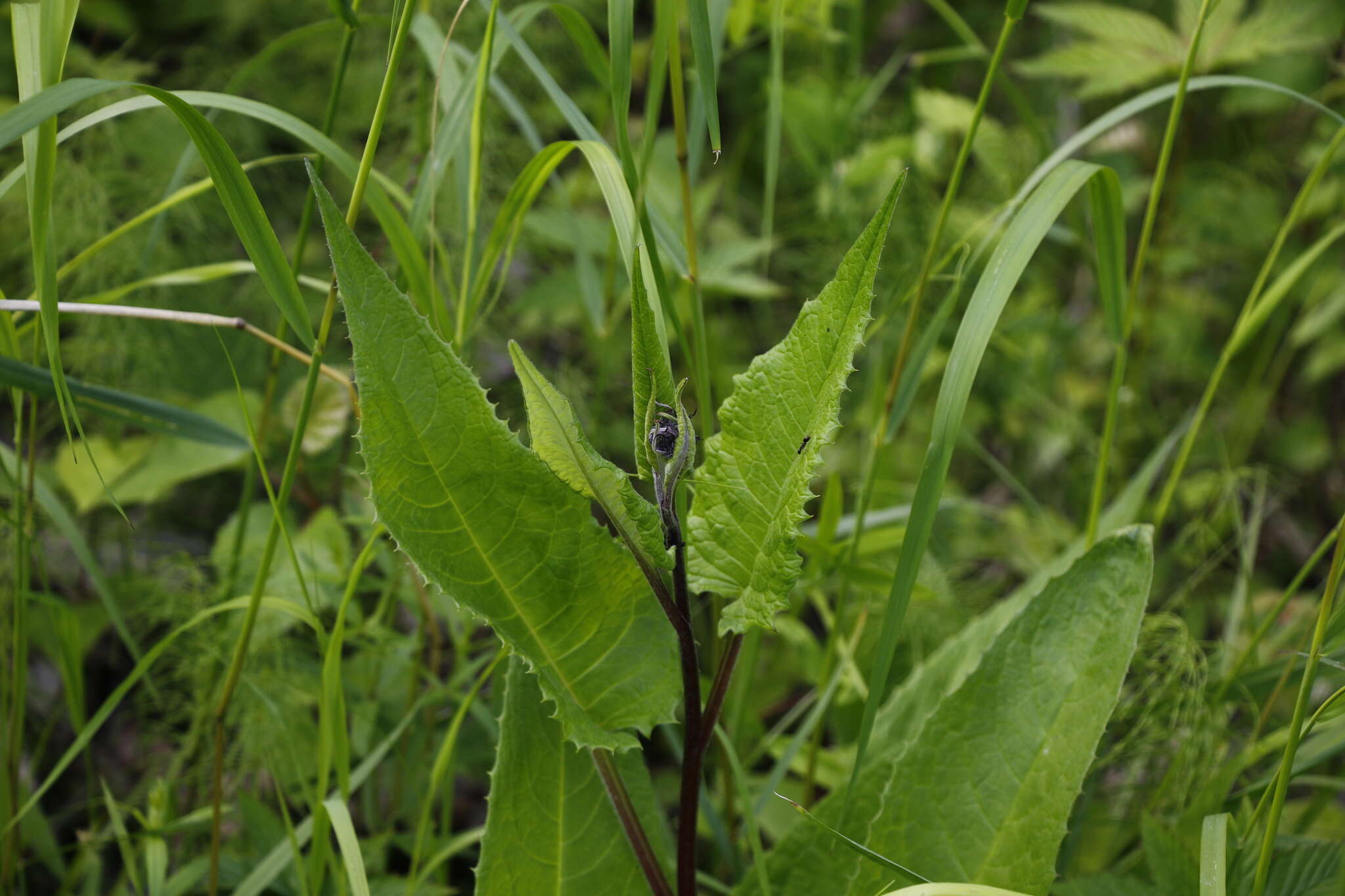 Image of Saussurea pseudotilesii Lipsch.