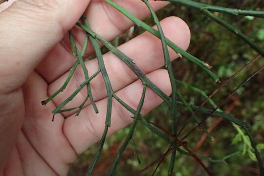 Image of Vaccinium japonicum var. lasiostemon Hayata