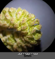 Image of Cobnut