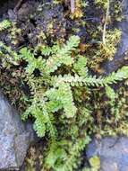 Image of Douglas' spikemoss