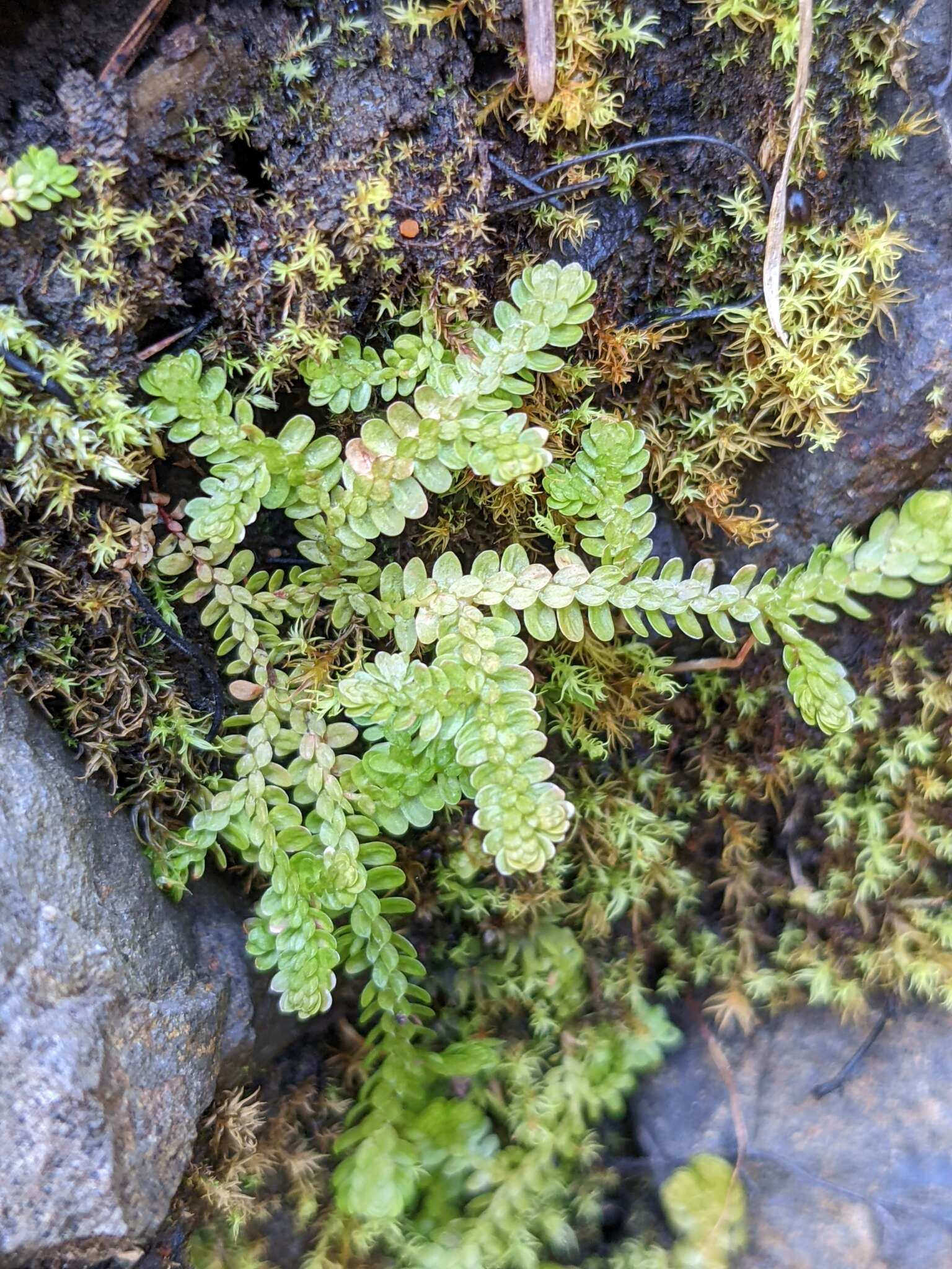 Plancia ëd Selaginella douglasii (Hook. & Grev.) Spring