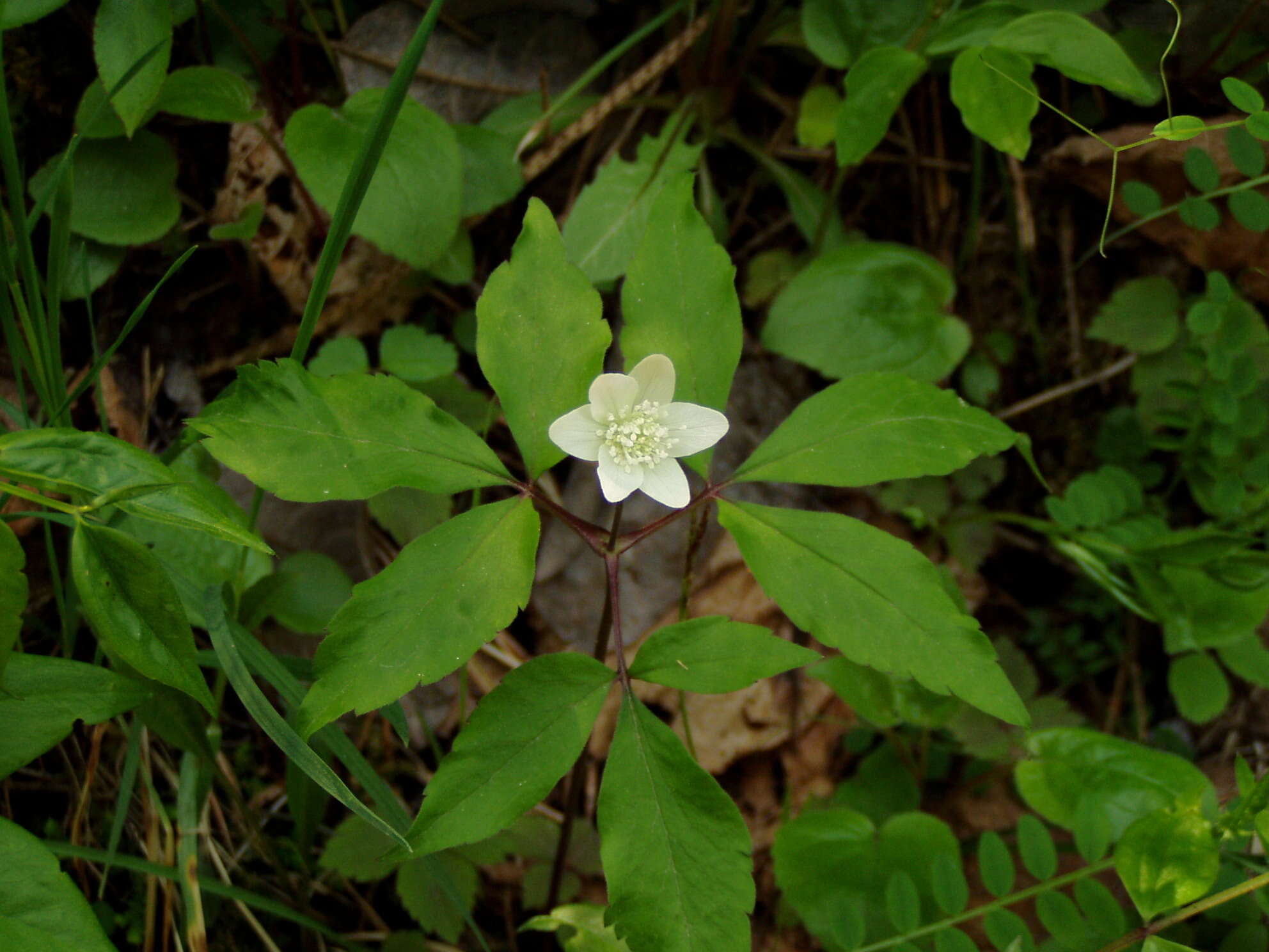Image of Anemone trifolia L.