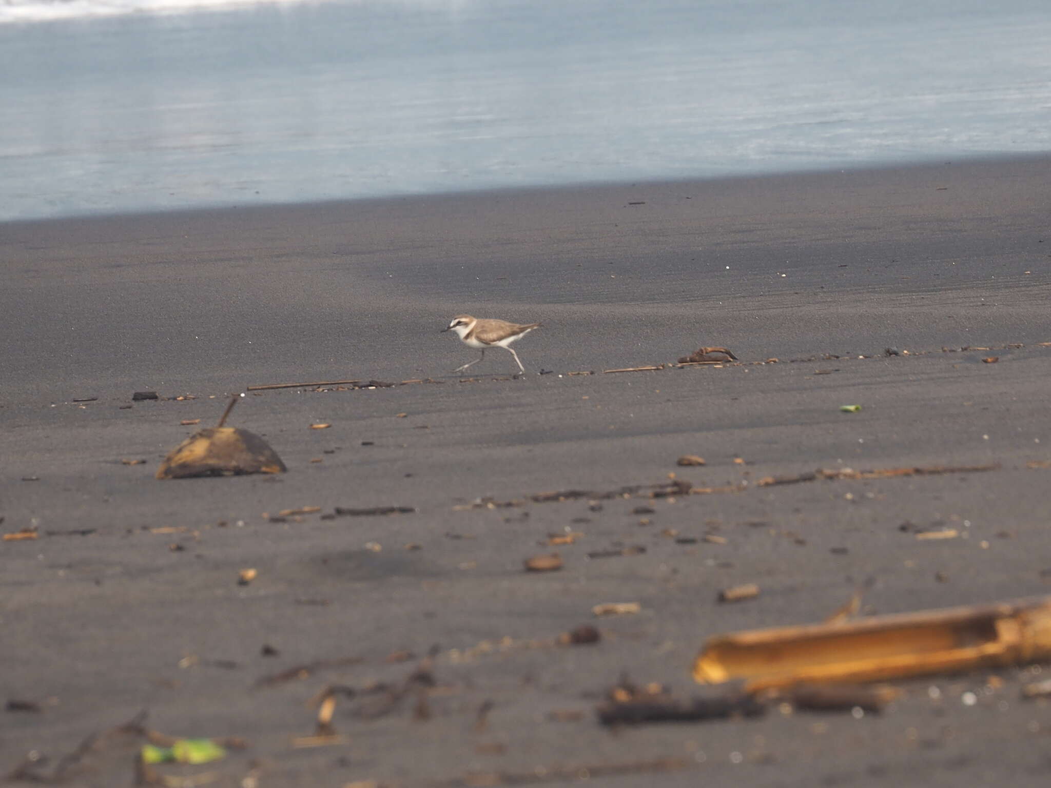 Слика од Charadrius javanicus Chasen 1938