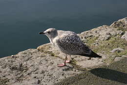 Image of European Herring Gull