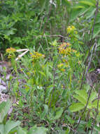Image of Euphorbia pekinensis subsp. pekinensis