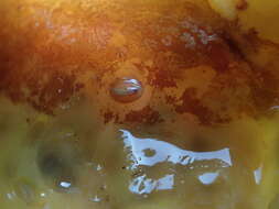 Image of blue-rayed limpet