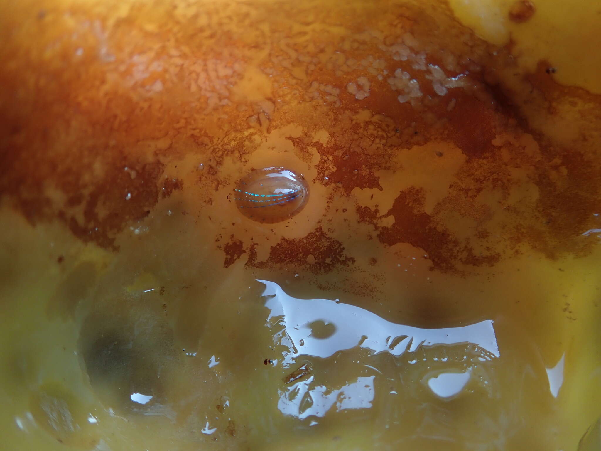 Image of blue-rayed limpet